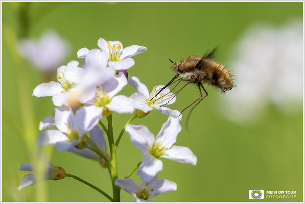 Wollschweber  |  Canon EOS R6, Sigma 150 f/2,8 Makro DG OS HSM mit Telekonverter 1,4x III (210 mm), ISO 800, 1/800s, f/8