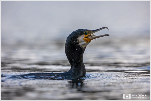 Kormoran  |  Canon EOS R6, EF 300 f/2,8 L IS II USM mit Telekonverter 2x (600 mm), ISO 800, 1/1000s, f/6,3