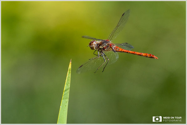 Große Heidelibelle  |  Nikon Z9, NIKKOR Z 100–400 mm 1:4,5–5,6 VR S (300 mm), ISO 1600, 1/2500s, f/8
