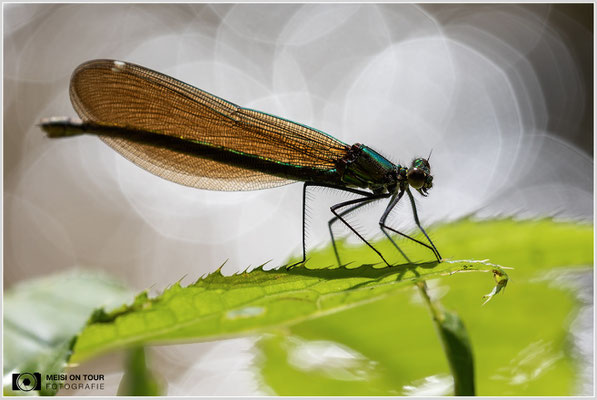 Blauflügel-Prachtlibellen Weibchen  |  Canon EOS R6, Sigma 150 f/2,8 Makro DG OS HSM mit Telekonverter 1,4x III (210 mm), ISO 800, 1/1250s, f/8