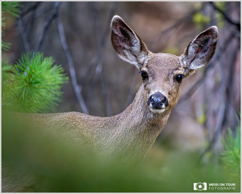 Reh im Mariposa Grove Yosemite NP | Nikon Z8, NIKKOR Z 100-400 mm 1:5,6 S (400 mm), ISO 6400, 1/400, f/5,6