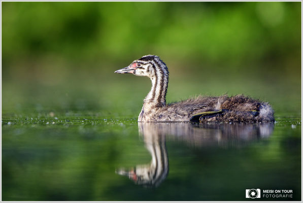 Haubentaucher  |  Canon EOS-5D Mark IV, EF 300 f/2,8 L IS II USM mit Telekonverter 2x (600 mm), ISO 640, 1/1250s, f/6,3, Reissack, Winkelsucher