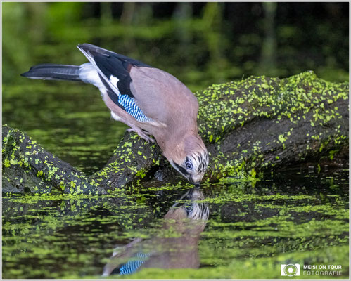 Eichelhäher  |  Nikon Z9, NIKKOR Z 800 mm 1:6,3 VR S mit TC1,4x (1120 mm), ISO 5600, 1/1000s, f/9