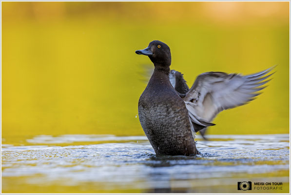 Reiherente  |  Canon EOS R6, EF 300 f/2,8 L IS II USM mit Telekonverter 2x (600 mm), ISO 800, 1/250s, f/7,1