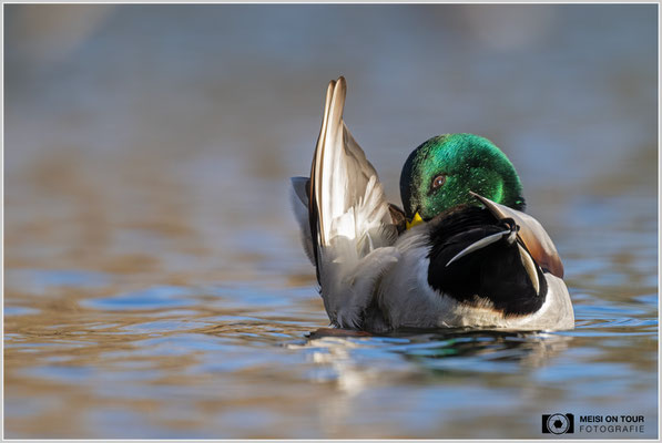 Stockente  |  Nikon Z9, NIKKOR Z 800 mm 1:6,3 VR S mit TC1,4x (1120 mm), ISO 2800, 1/2000s, f/9