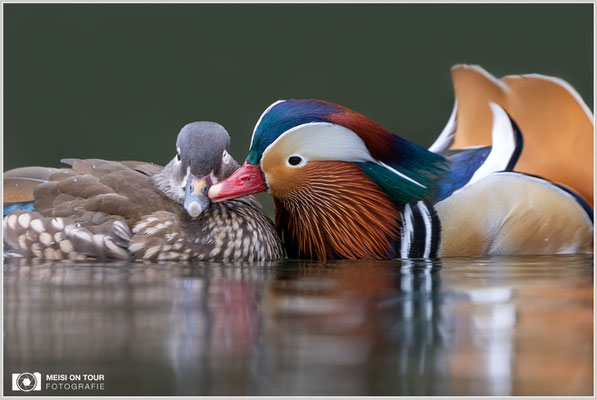 Mandarinenten  |  Canon EOS R6, EF 300 f/2,8 L IS II USM mit Telekonverter 2x (600 mm), ISO 1600, 1/400s, f/7,1
