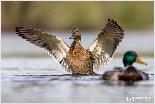 Stockente  |  Canon EOS R6, EF 300 f/2,8 L IS II USM mit Telekonverter 2x (600 mm), ISO 800, 1/2500s, f/7,1
