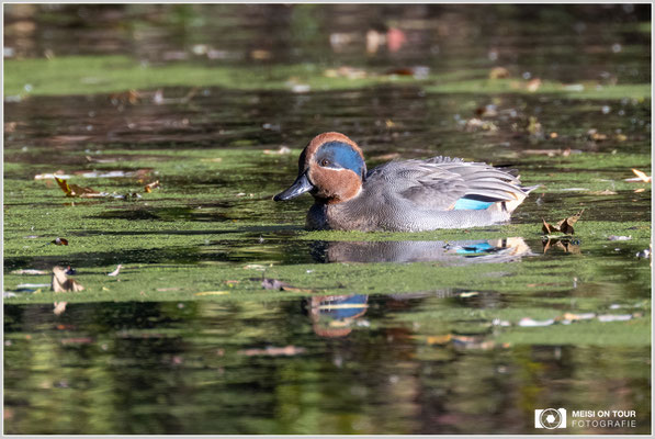 Krickente  |  Nikon Z9, NIKKOR Z 100-400 mm 1:4,5–5,6 VR S mit TC2,0x (800 mm), ISO 1000, 1/640s, f/11