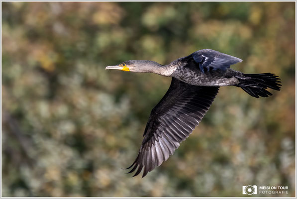 Kormoran  |  Nikon Z9, NIKKOR Z 100–400 mm 1:4,5–5,6 VR S mit TC2,0x (800 mm), ISO 1600, 1/1250s, f/11