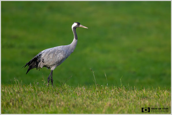 Grauer Kranich  |  Nikon Z9, NIKKOR Z 800 mm 1:6,3 VR S mit TC1,4x (1120 mm), ISO 4000, 1/2000s, f/9