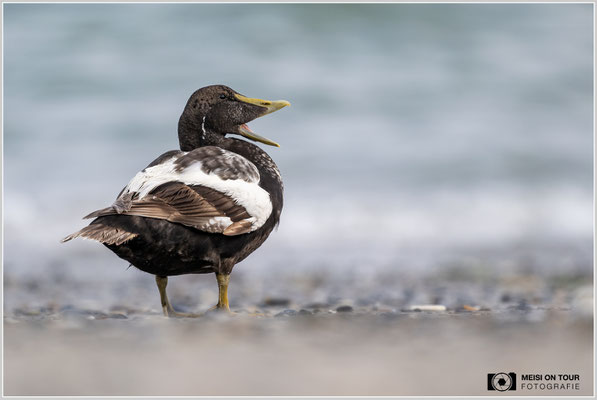 Eiderente  |  Nikon Z9, NIKKOR Z 800 mm 1:6,3 VR S, ISO 450, 1/1250s, f/6,3