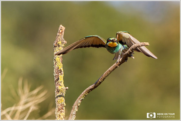 Bienenfresser  |  Canon EOS-5D Mark IV, EF 300 f/2,8 L IS II USM mit Telekonverter 2x (600 mm), ISO 800, 1/1600s, f/7,1, Einbeinstativ