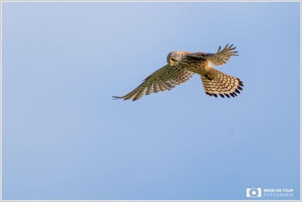 Turmfalke  |  Nikon Z9, NIKKOR Z 800 mm 1:6,3 VR S mit TC1,4x (1120 mm), ISO 900, 1/1600s, f/9