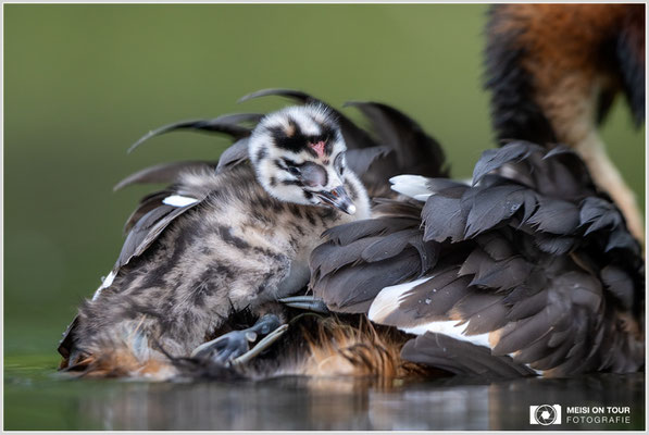 Haubentaucher  |  Canon EOS R6, EF 300 f/2,8 L IS II USM mit Telekonverter 2x (600 mm), ISO 1600, 1/320s, f/6,3