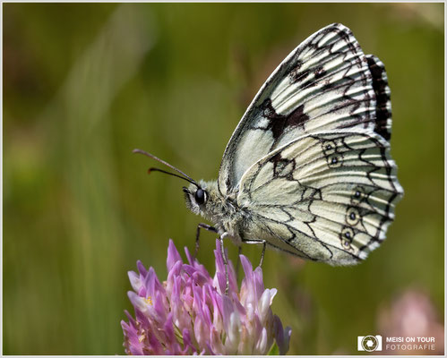 Schachbrettfalter  |  Canon EOS R6, Sigma 150 f/2,8 Makro DG OS HSM mit Telekonverter 1,4x III (210 mm), ISO 800, 1/1000s, f/10