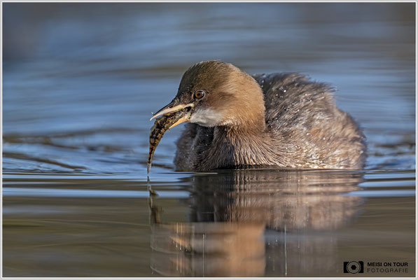 Zwergtaucher  |  Nikon Z9, NIKKOR Z 800 mm 1:6,3 VR S, ISO 1250, 1/2000s, f/6,3