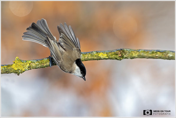 Sumpfmeise  |  Canon EOS R6, EF 300 f/2,8 L IS II USM mit Telekonverter 2x (600 mm), ISO 1600, 1/5000s, f/7,1, Stativ