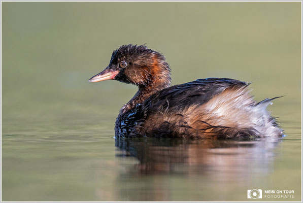 Zwergtaucher  |  Nikon Z8, NIKKOR Z 800 mm 1:6,3 VR S mit TC1,4x (1120 mm), ISO 1100, 1/1000s, f/9