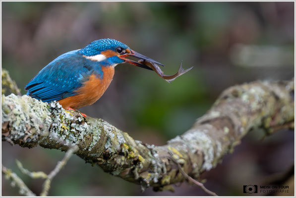 Eisvogel  |  Nikon Z9, NIKKOR Z 800 mm 1:6,3 VR S mit TC1,4x (1120 mm), ISO 2000, 1/200s, f/9