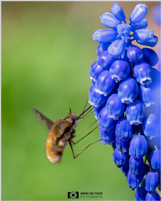 Wollschweber |  Nikon Z8, NIKKOR Z MC 105 1:2,8 VR S, ISO 900, 1/1600s, f/8