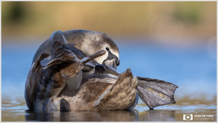 Höckerschwan  |  Canon EOS R6, EF 300 f/2,8 L IS II USM mit Telekonverter 2x (600 mm), ISO 800, 1/3200s, f/6,3