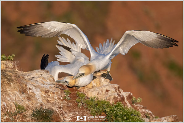 Basstölpelpaar  |  Nikon Z9, NIKKOR Z 100–400 mm 1:4,5–5,6 VR S mit TC 1,4 (560 mm), ISO 800, 1/3200s, f/8