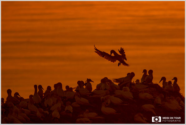 Basstölpel  |  Nikon Z9, NIKKOR Z 800 mm 1:6,3 VR S mit TC2,0x (1600 mm), ISO 200, 1/1600s, f/13