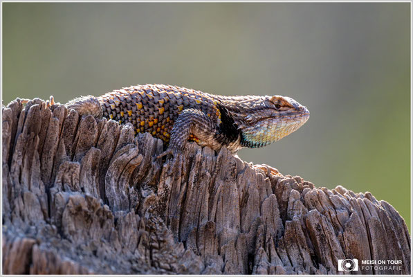Wüstenstachelleguan | Nikon Z9, NIKKOR Z 800 mm 1:6,3 VR S mit TC1,4x (1120 mm), ISO 7200, 1/3200s, f/9