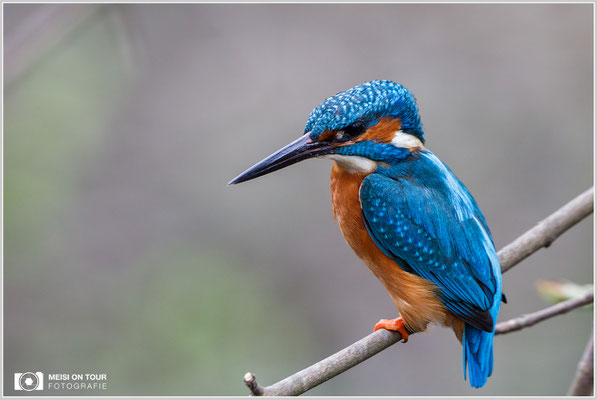 Eisvogel  |  Canon EOS-5D Mark IV, EF 300 f/2,8 L IS II USM mit Telekonverter 2x III (600 mm), ISO 2000, 1/640s, f/8, Einbeinstativ