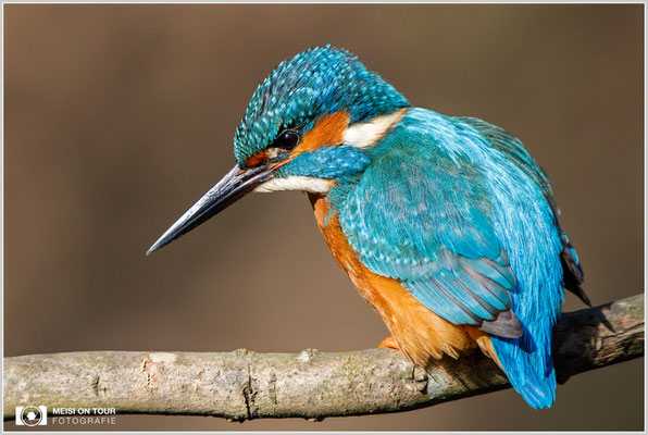 Eisvogel  |  Canon EOS-5D Mark IV, EF 300 f/2,8 L IS II USM mit Telekonverter 2x III (600 mm), ISO 2000, 1/3200s, f/8, Einbeinstativ