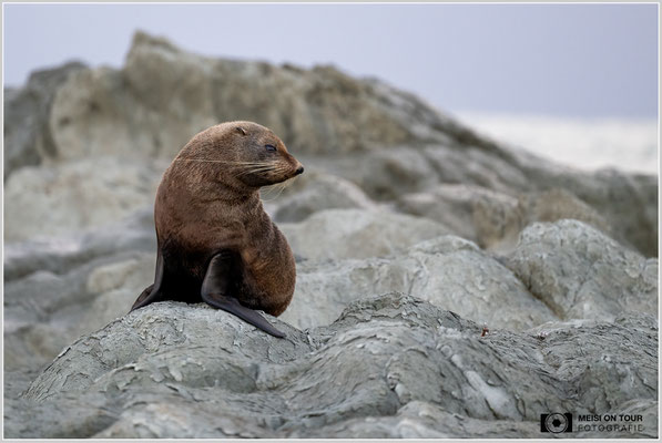Seebär bei Kaikoura  |  Nikon Z9, NIKKOR Z 100–400 mm 1:4,5–5,6 VR S (400 mm), ISO 2000, 1/500s, f/5,6