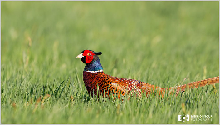 Fasan  |  Canon EOS-5D Mark IV, EF 300 f/2,8 L IS II USM mit Telekonverter 2x III (600 mm), ISO 500, 1/640s, f/7,1, Einbeinstativ
