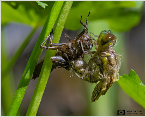 Schlupf einer Vierfleck-Libelle |  Nikon Z8, NIKKOR Z MC 105 1:2,8 VR S, ISO 640, 1/640s, f/11