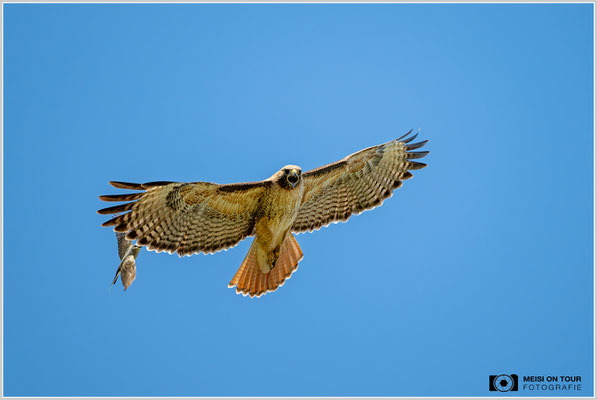 Rotschwanzbussard wird von einem Schmalschnabel-Königstyrann angegriffen | Nikon Z8, NIKKOR Z 100-400 mm 1:5,6 S (400 mm), ISO 400, 1/1600, f/5,6