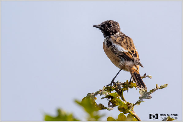 Schwarzkehlchen  |  Nikon Z9, NIKKOR Z 800 mm 1:6,3 VR S mit TC2,0x (1600 mm), ISO 1600, 1/1250s, f/13