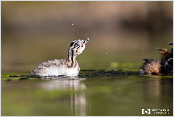 Haubentaucher  |  Canon EOS R6, EF 300 f/2,8 L IS II USM mit Telekonverter 1,4x (420 mm), ISO 800, 1/2500s, f/5,6