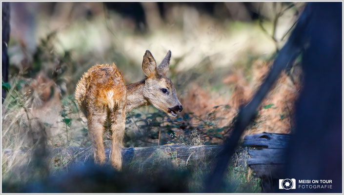 Reh  |  Canon EOS-5D Mark IV, EF 300 f/2,8 L IS II USM mit Telekonverter 2x III (600 mm), ISO 1000, 1/1000s, f/5,6, Einbeinstativ
