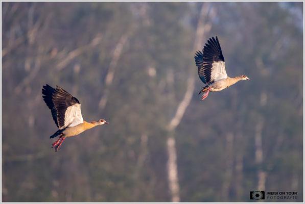 Nilgänse  |  Nikon Z9, NIKKOR Z 800 mm 1:6,3 VR S mit TC1,4x (1120 mm), ISO 3200, 1/1250s, f/9