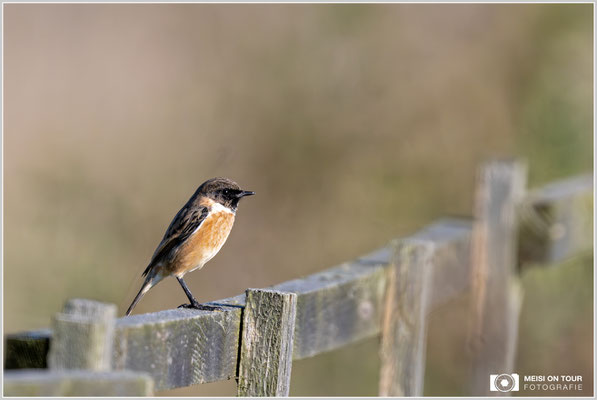 Schwarzkehlchen  |  Nikon Z9, NIKKOR Z 800 mm 1:6,3 VR S mit TC1,4x (1120 mm), ISO 1250, 1/2000s, f/9