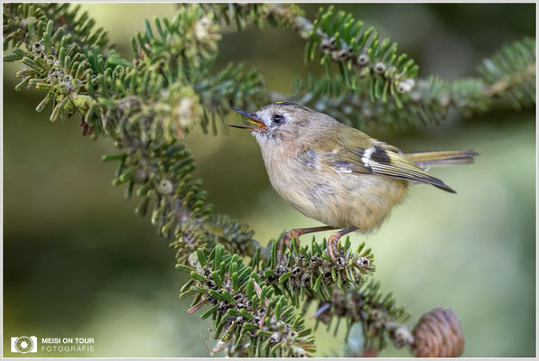 Wintergoldhähnchen  |  Canon EOS R6, Sigma 150 f/2,8 Makro DG OS HSM mit Telekonverter 2x III (300 mm), ISO 3200, 1/800s, f/6,3