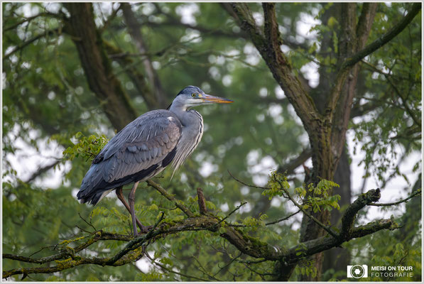 Graureiher  |  Nikon Z8, NIKKOR Z 100–400 mm 1:4,5–5,6 VR S mit TC 1,4 (560 mm), ISO 1400, 1/250s, f/8