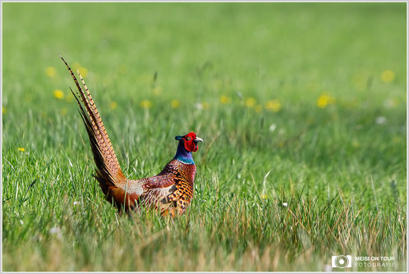 Fasan  |  Canon EOS-5D Mark IV, EF 300 f/2,8 L IS II USM mit Telekonverter 2x III (600 mm), ISO 640, 1/1250s, f/7,1, Einbeinstativ