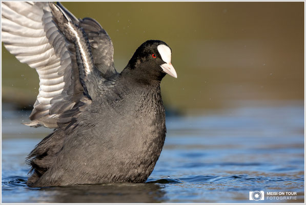 Blässhuhn  |  Canon EOS R6, EF 300 f/2,8 L IS II USM mit Telekonverter 2x (600 mm), ISO 1600, 1/4000s, f/7,1