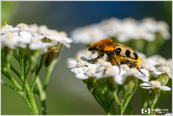 Gebänderter Pinselkäfer auf Schafgarbe |  Nikon Z9, NIKKOR Z MC 105 1:2,8 VR S, ISO 220, 1/800s, f/8