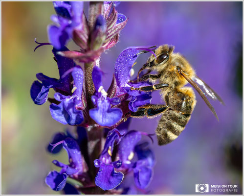 Biene an Wiesensalbei |  Nikon Z9, NIKKOR Z MC 105 1:2,8 VR S, ISO 4000, 1/2500s, f/10