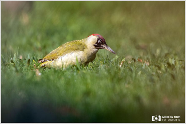 Grünspecht  |  Canon EOS R6, EF 300 f/2,8 L IS II USM mit Telekonverter 2x (600 mm), ISO 1600, 1/2500s, f/7,1