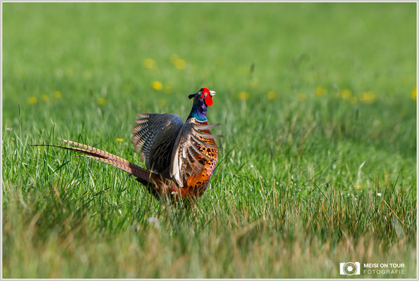 Fasan  |  Canon EOS-5D Mark IV, EF 300 f/2,8 L IS II USM mit Telekonverter 2x III (600 mm), ISO 640, 1/1250s, f/7,1, Einbeinstativ