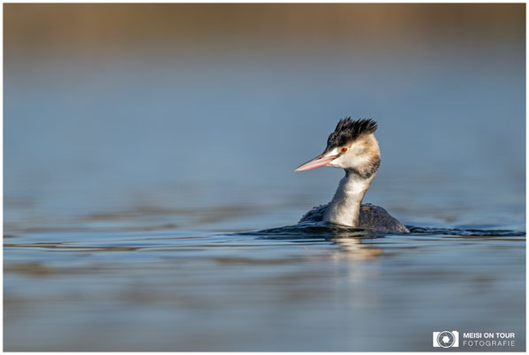 Haubentaucher  |  Nikon Z9, NIKKOR Z 800 mm 1:6,3 VR S mit TC1,4x (1120 mm), ISO 360, 1/640s, f/9