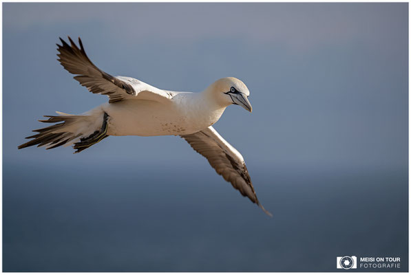 Basstölpel  |  Nikon Z9, NIKKOR Z 100–400 mm 1:4,5–5,6 VR S (250 mm), ISO 180, 1/1600s, f/5