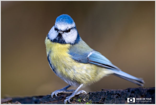 Blaumeise  |  Canon EOS R6, EF 300 f/2,8 L IS II USM mit Telekonverter 2x (600 mm), ISO 1600, 1/400s, f/6,3